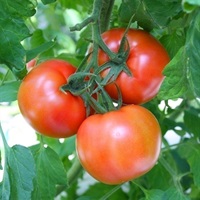 大玉トマトA級3.8kg 各種