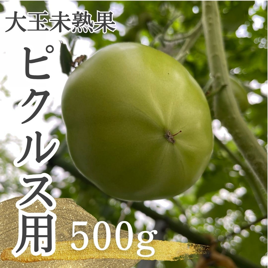 ピクルス用　青トマト（大玉）チルド便指定は料金内※送料は別途(500g)