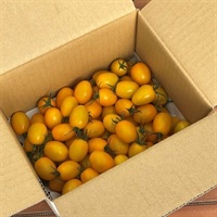 イエローアイコ　できれば小さめ（出来ない時はM希望）(1kg)