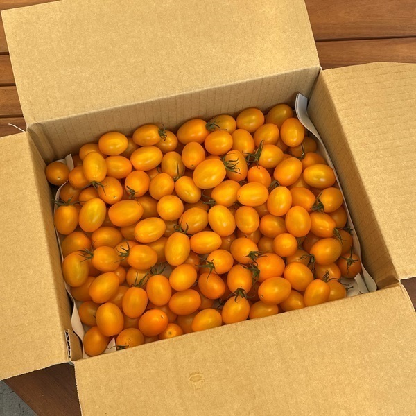 イエローアイコ　できれば小さめ（出来ない時はM希望）(2kg)